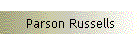 Parson Russells